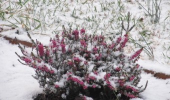 Wordless Wednesday – Winter Heather