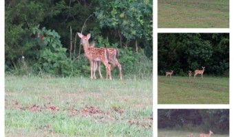 Wordless Wednesday: Twins!