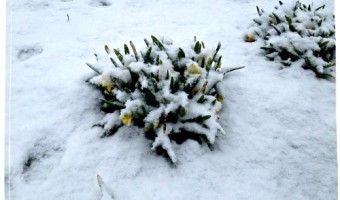 Another March Snow for Virginia