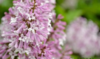 Spring: Lilac Blooms