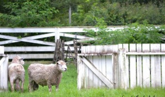 Colonial Williamsburg Brings History to Life