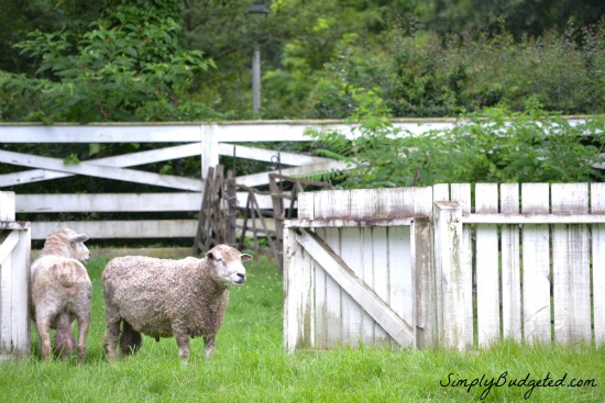 Colonial Williamsburg Sheep