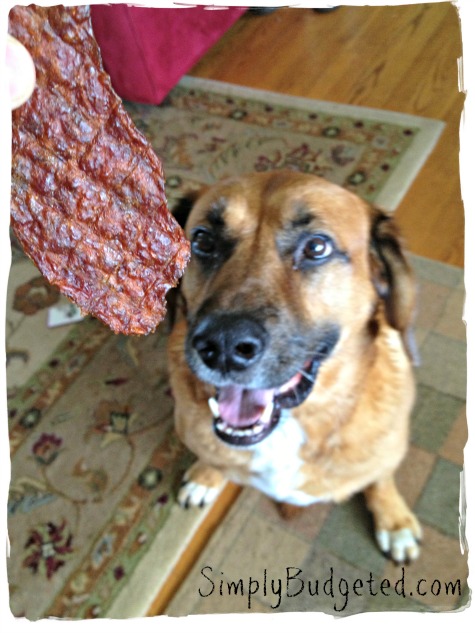 Look at the Nudges healthy dog treat (and Buddy waiting for it!)