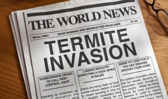 Homeowner Reminder: Termite Warning Signs