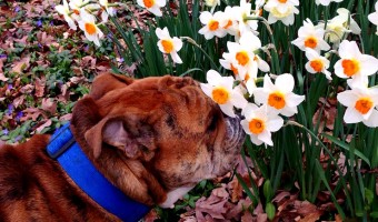 Even a bulldog stops to smell the daffodils