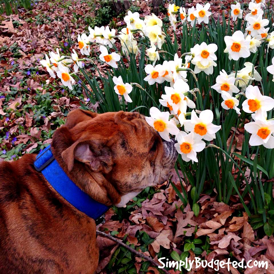 Spring is Here ... Stop and smell the daffodils! 