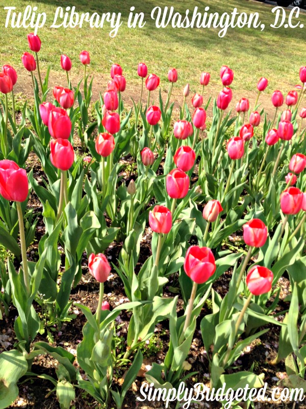 tulips in Washington DC