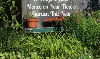 3 ways to save money on your flower garden this year