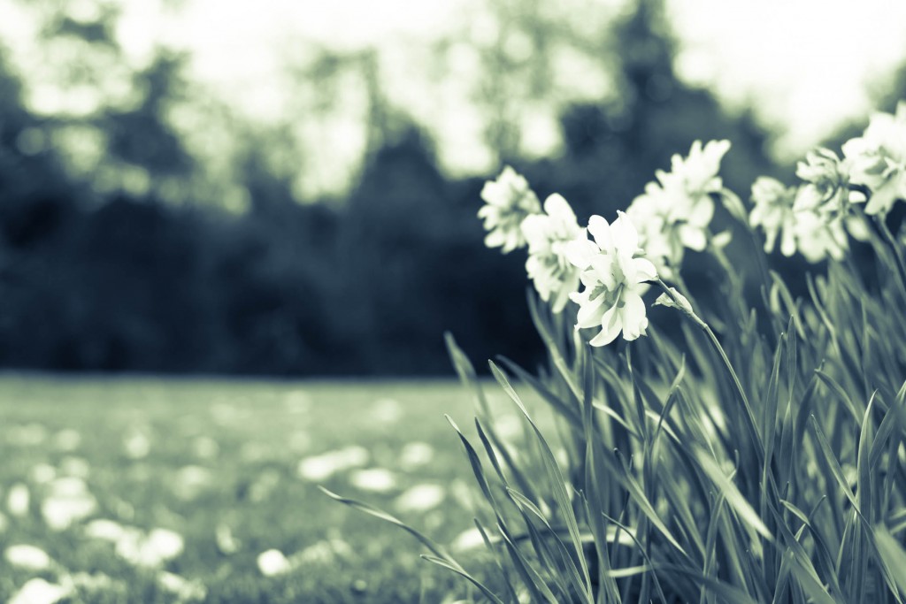 BW Dandelions