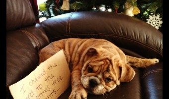 Not so Merry Christmas from the Bulldog Puppy!