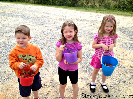 Kids Strawberry Picking at Critzler Family Farm