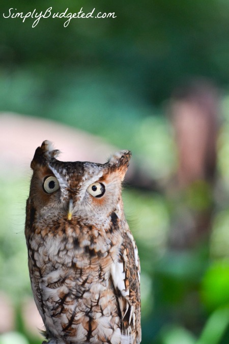 Busch Gardens Owl