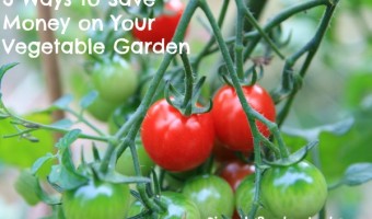 3 ways to save money on your vegetable garden